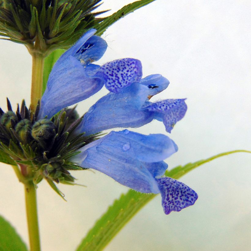 Nepeta subsessilis Laufen (Fioritura)