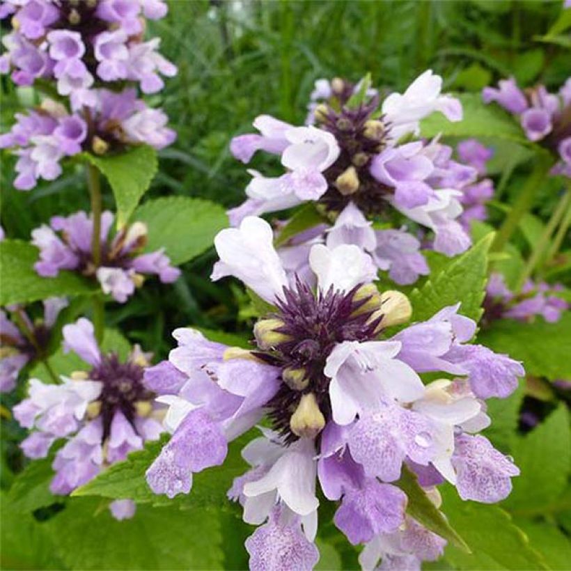 Nepeta subsessilis Sweet Dreams (Fioritura)