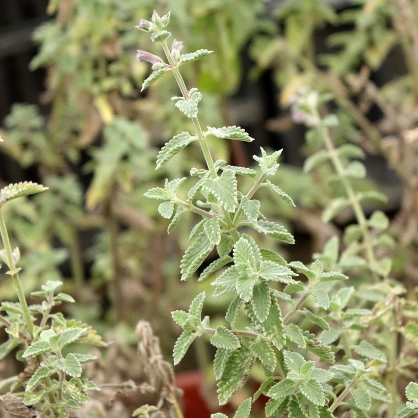 Nepeta faassenii Dropmore (Fogliame)