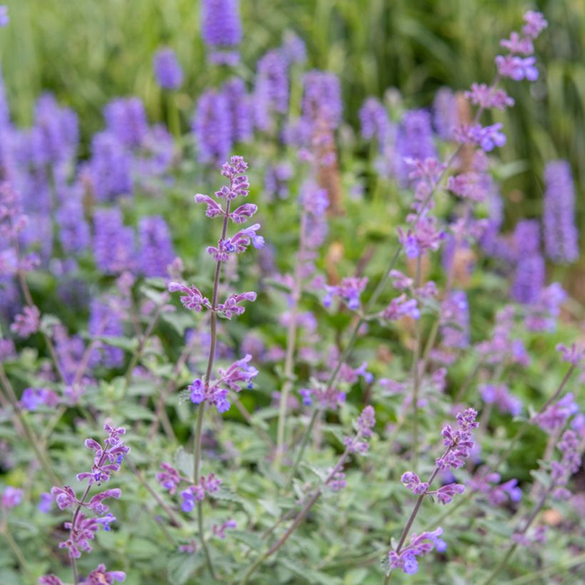 Nepeta faassenii Dropmore (Fioritura)