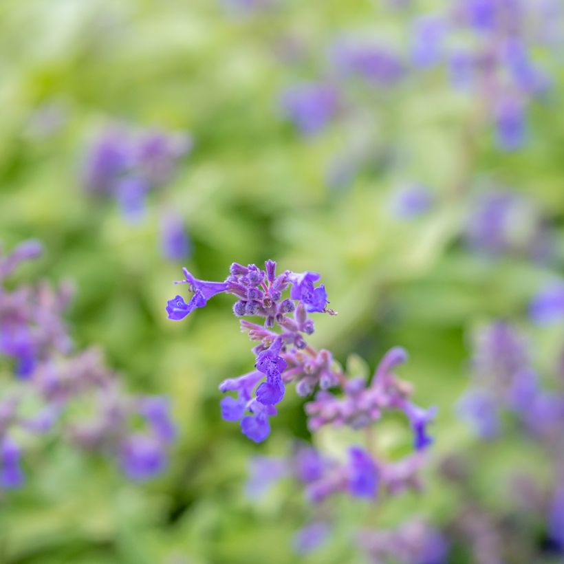 Nepeta faassenii Limelight (Fioritura)