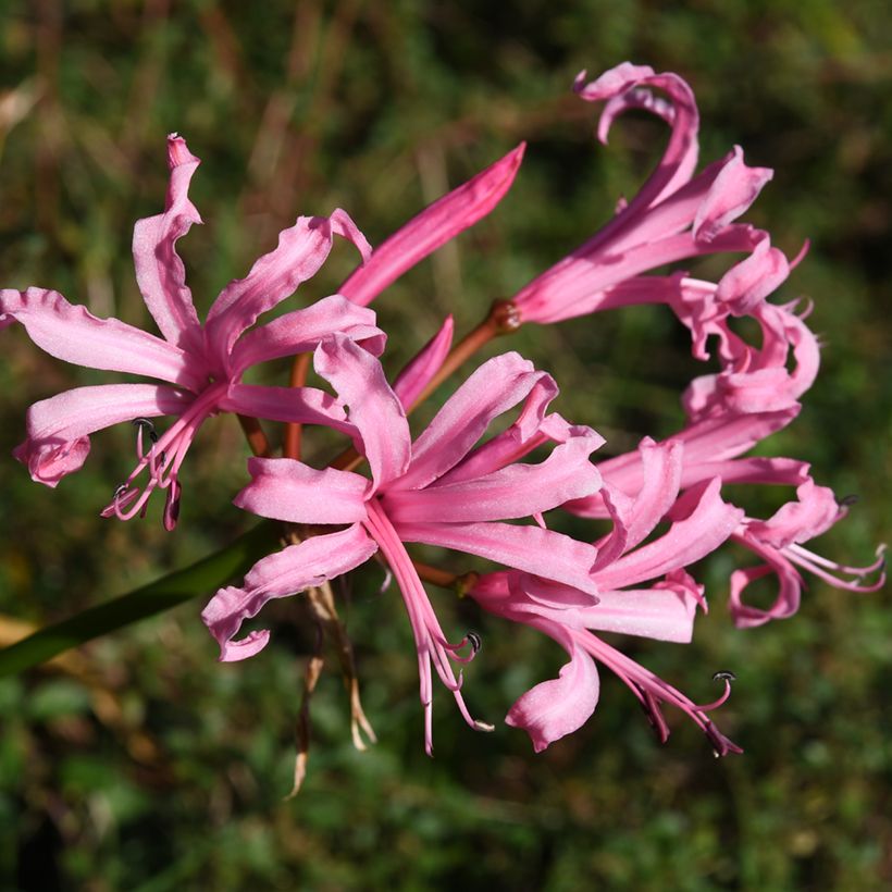 Nerine bowdenii Amandi (Fioritura)