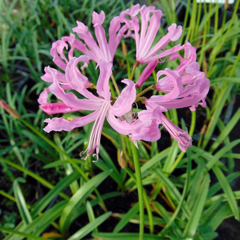 Nerine undulata (Fioritura)