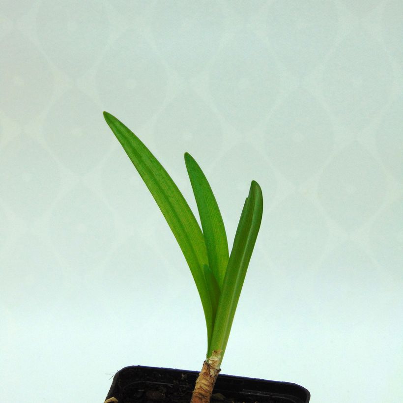 Nerine flexuosa White (Fogliame)