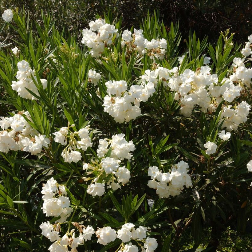 Nerium oleander White - Oleandro (Porto)