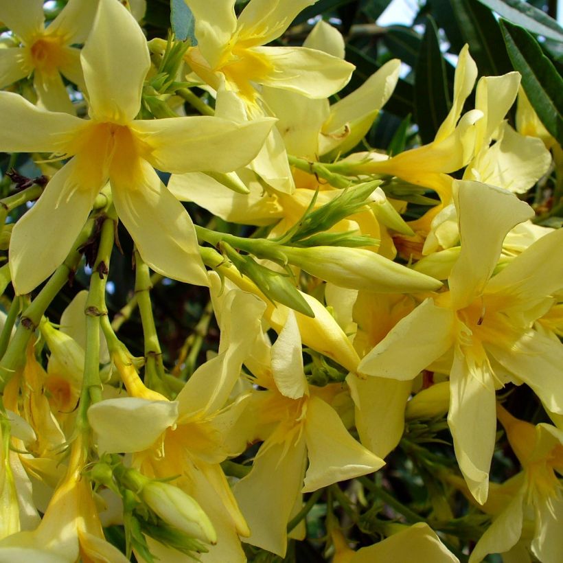 Nerium oleander Marie Gambetta - Oleandro (Fioritura)