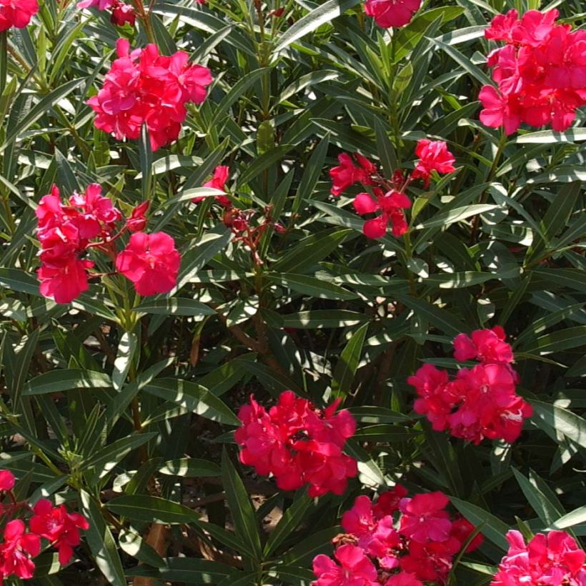 Nerium oleander Double Red - Oleandro (Fioritura)