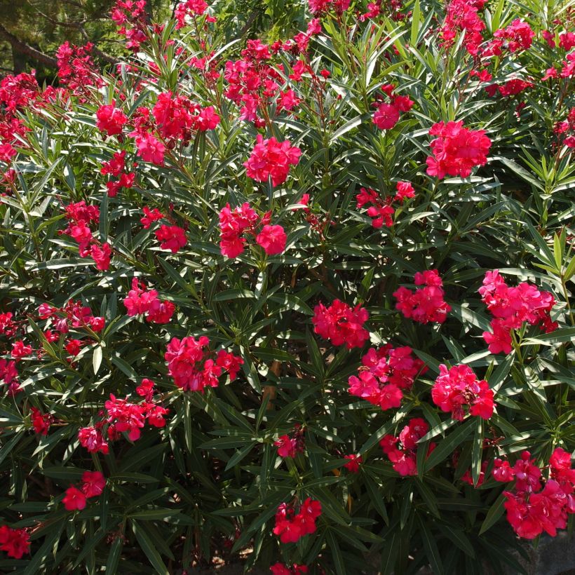 Nerium oleander Double Red - Oleandro (Porto)