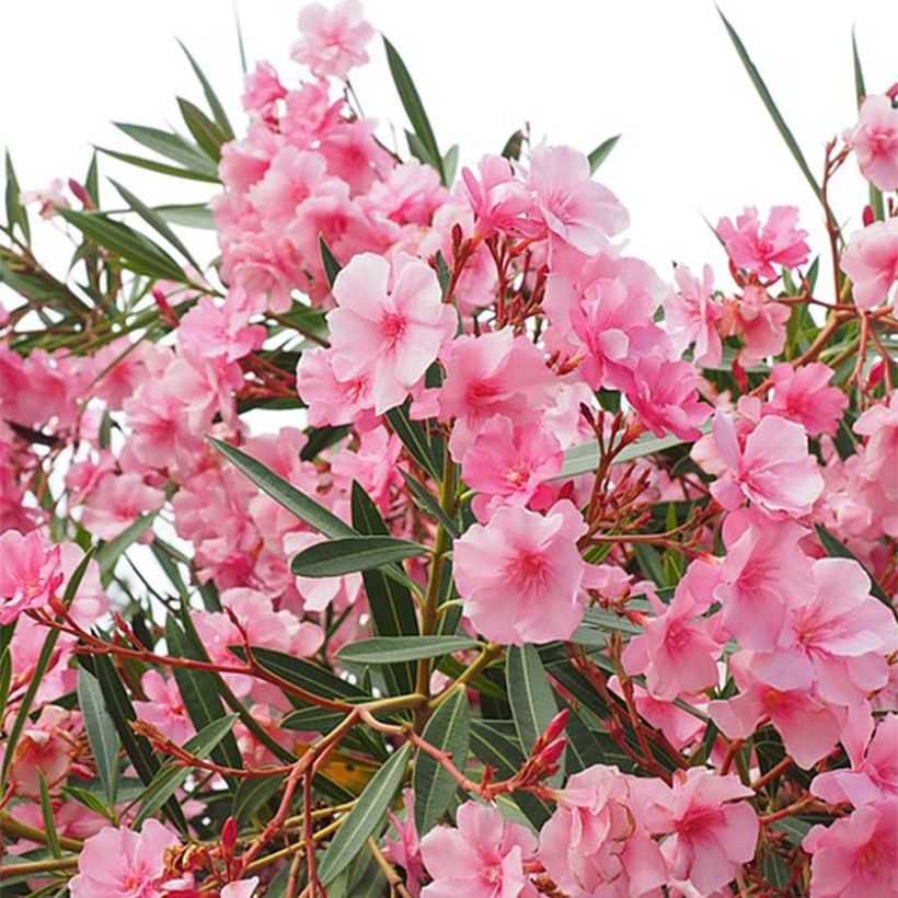 Nerium oleander - Oleandro (Fioritura)