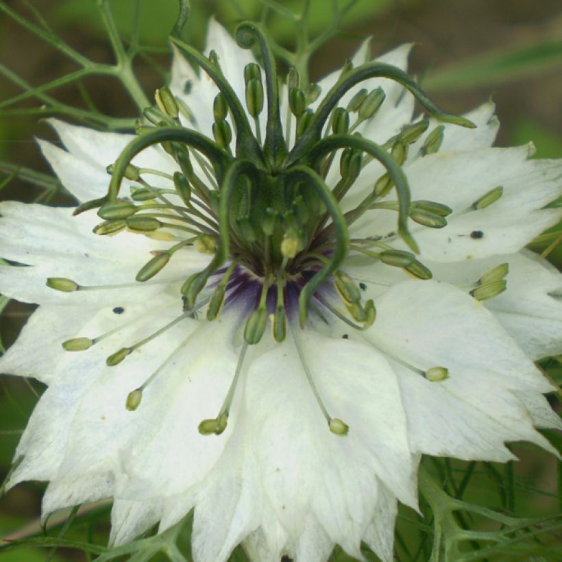 Nigella damascena Miss Jekyll Alba - Damigella scapigliata (Fioritura)