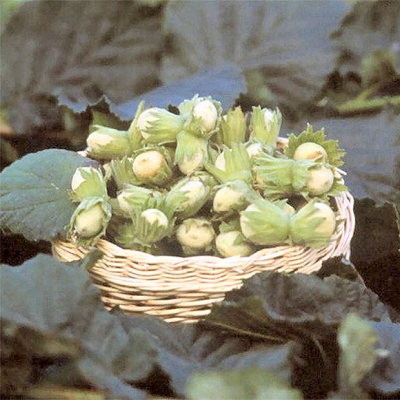 Nocciòlo Fertile de Coutard (Raccolta)