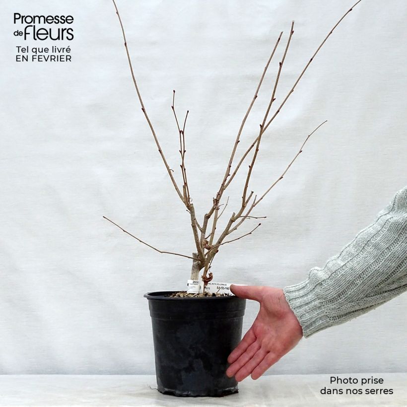 Corylus avellana Rode Zellernoot - Noisetier pourpre en pot de 3L/4L esemplare consegnato in inverno