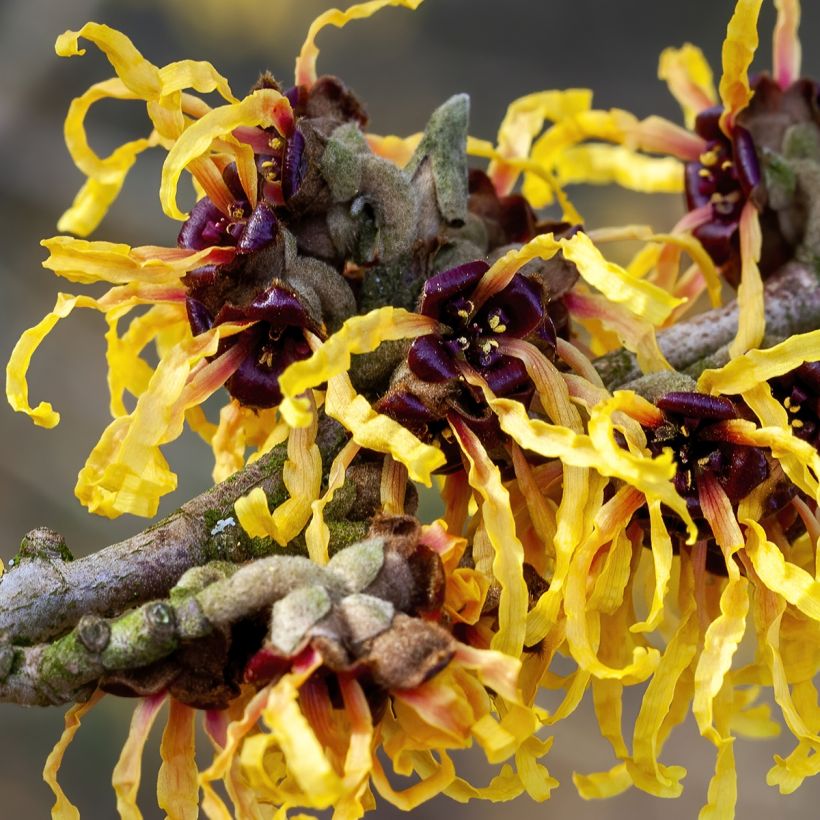 Hamamelis intermedia Aurora - Amamelide (Fioritura)