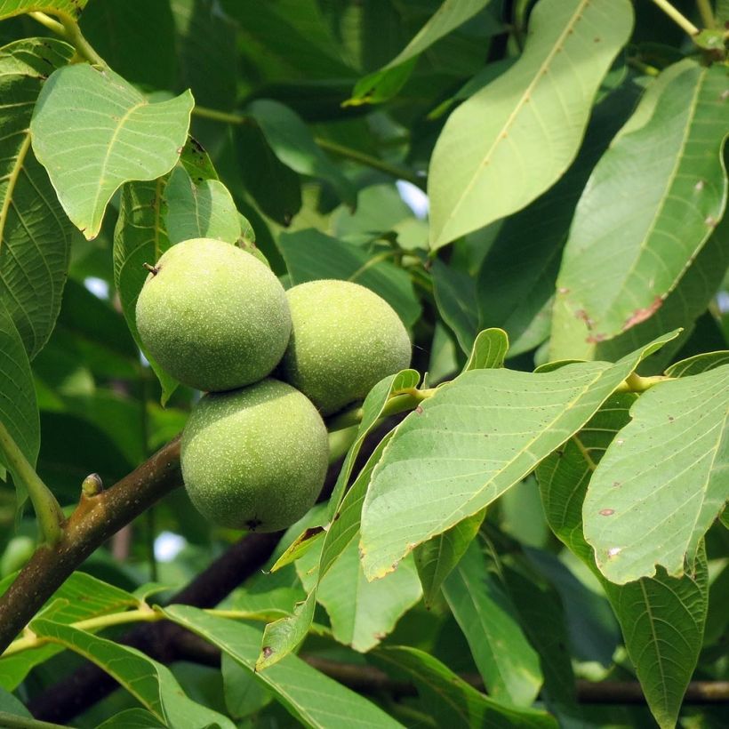 Juglans regia - Noce comune (Fogliame)