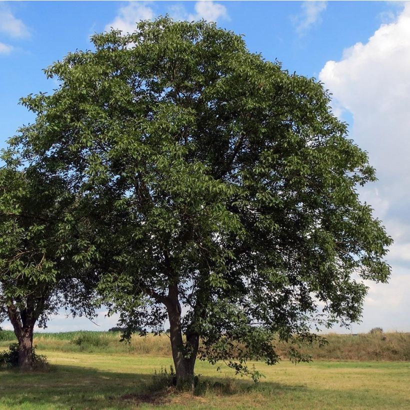 Juglans regia - Noce comune (Porto)