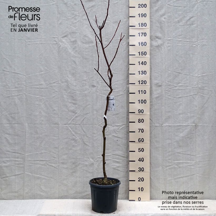 Noyer commun - Juglans regia Chandler Pot de 10L esemplare consegnato in inverno