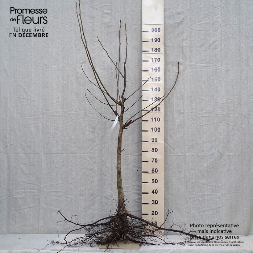 Noyer commun - Juglans regia en racines nues esemplare consegnato in inverno