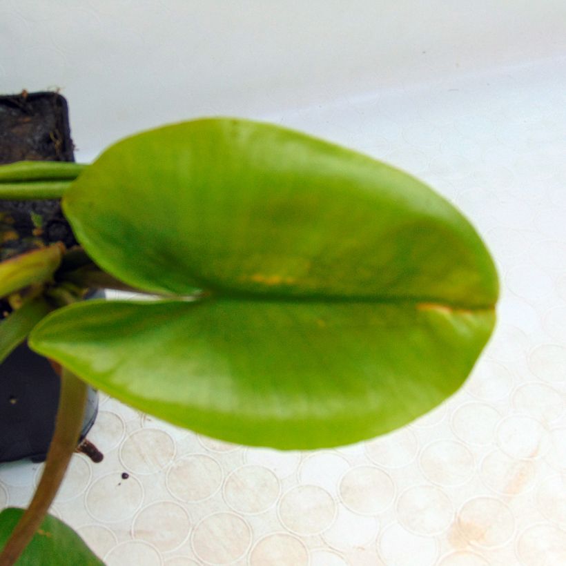 Nuphar lutea - Ninfea gialla (Fogliame)