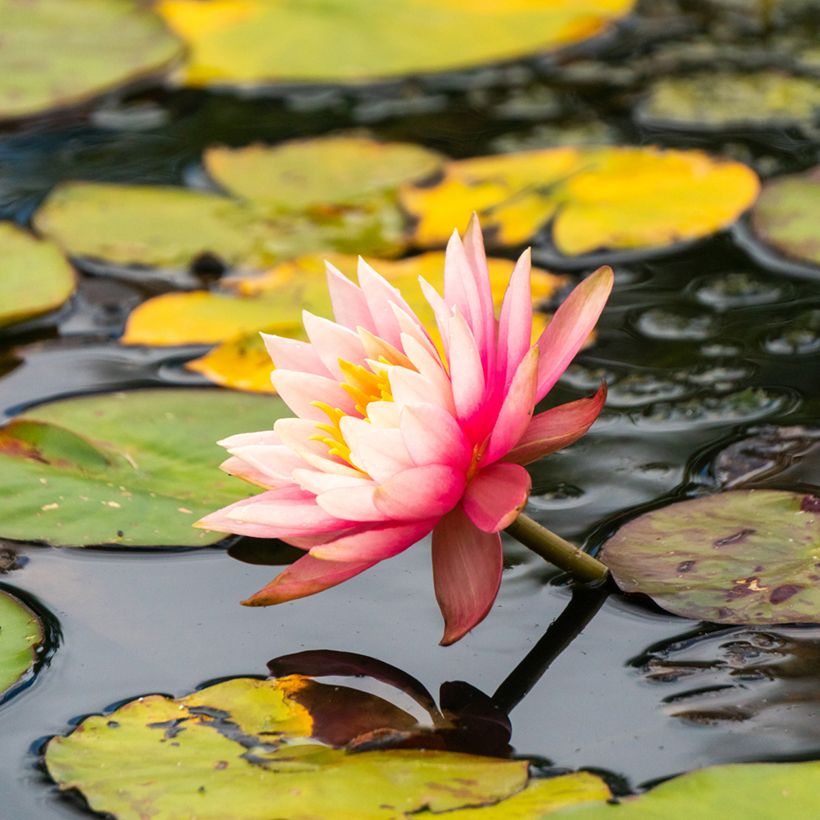 Nymphaea Amabilis (Fioritura)