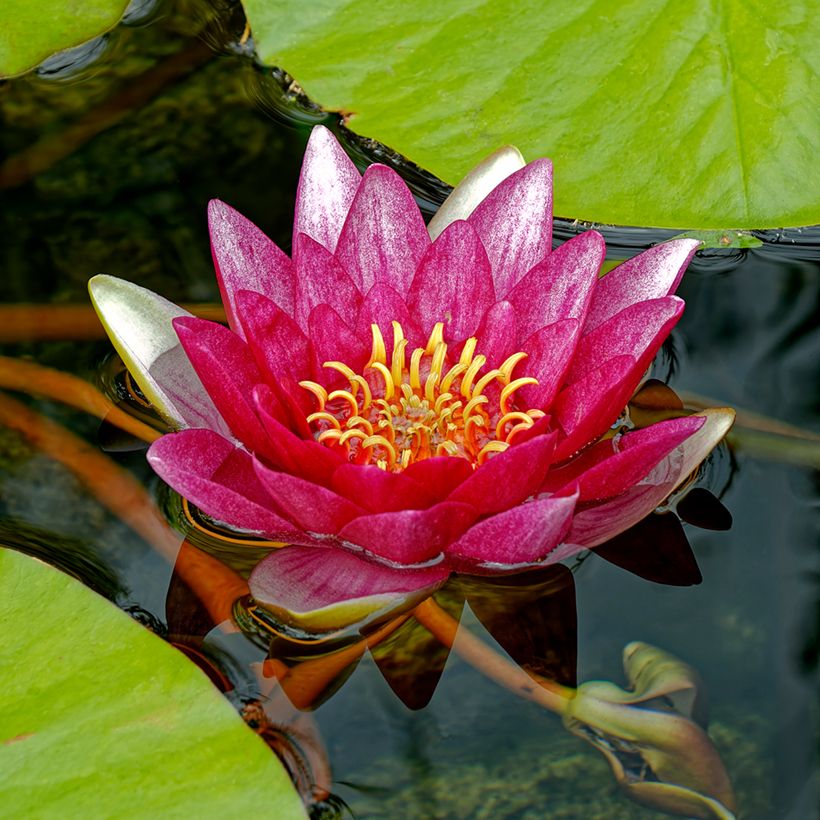 Nymphaea Attraction (Fioritura)