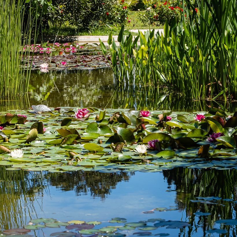 Nymphaea Attraction (Porto)