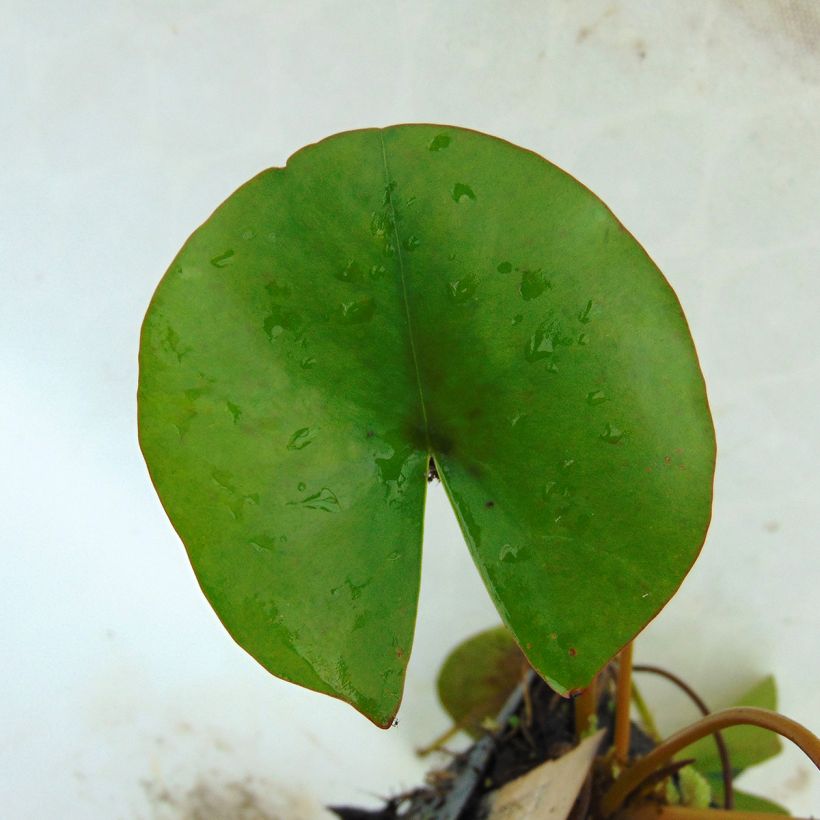 Nymphaea Aurora (Fogliame)