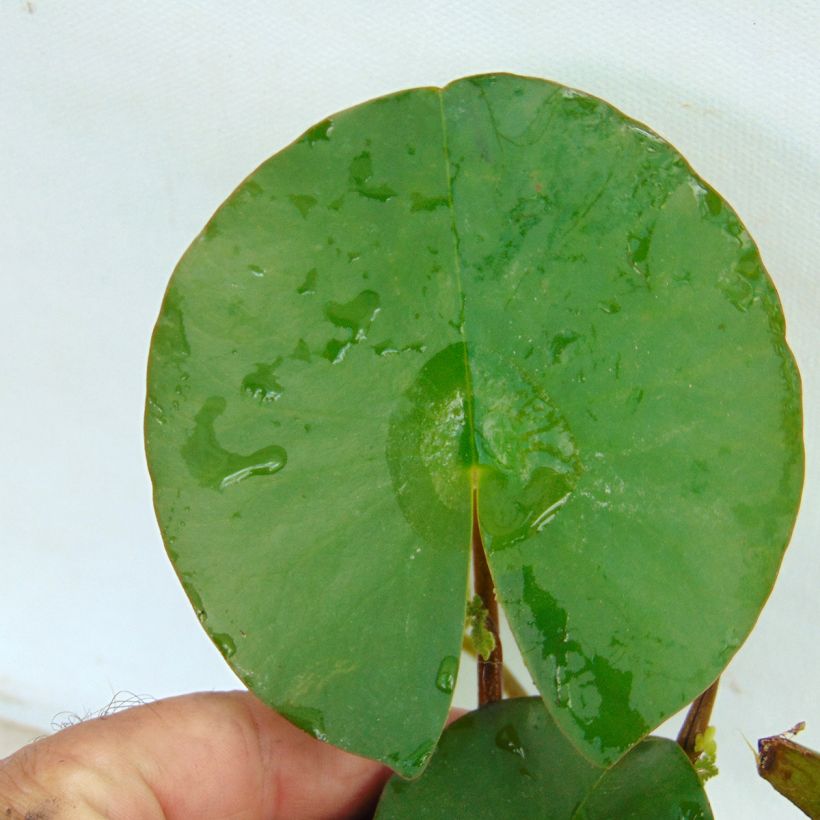 Nymphaea Fabiola (Fogliame)