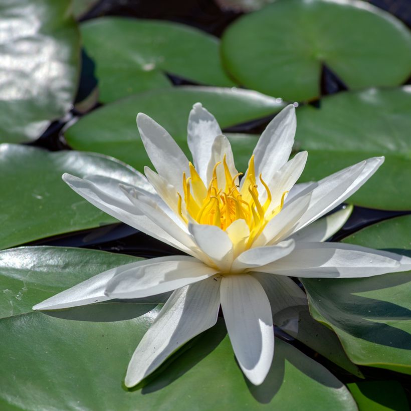 Nymphaea Hermine (Fioritura)