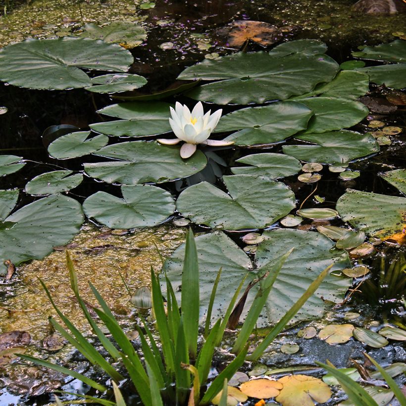 Nymphaea Hermine (Porto)