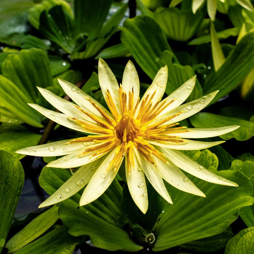 Nymphaea St. Louis Gold (Fioritura)