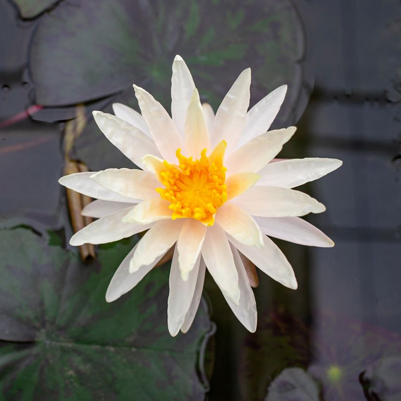 Nymphaea Starbright (Fioritura)