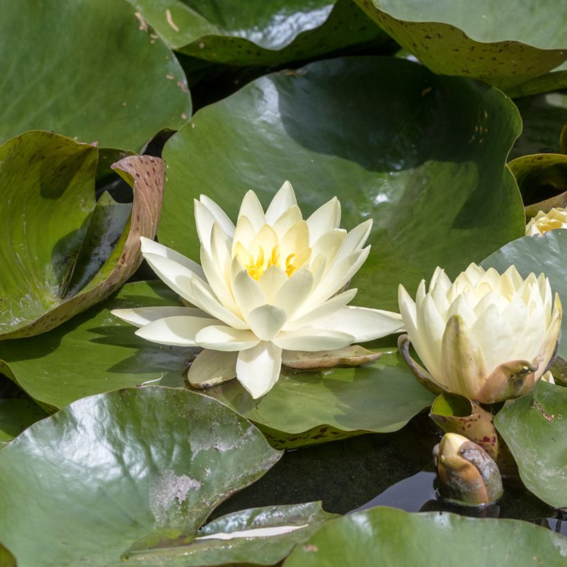 Nymphaea Texas Dawn (Fioritura)