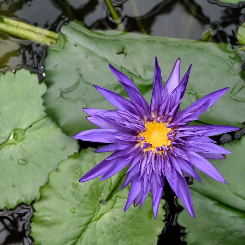 Nymphaea Tina (Fioritura)