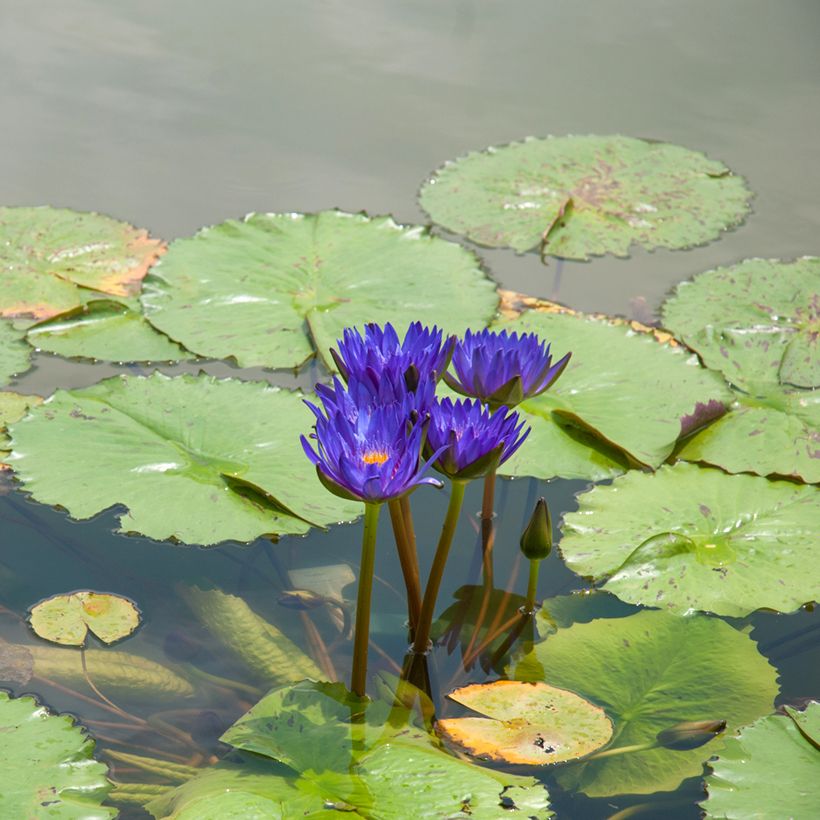 Nymphaea Tina (Porto)