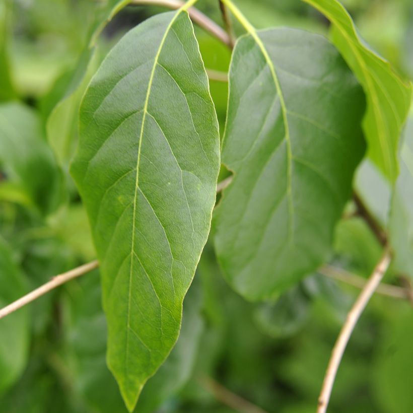 Nyssa sylvatica Red Rage (Fogliame)