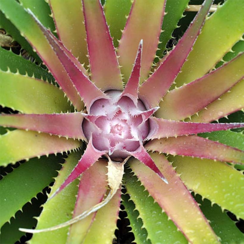 Ochagavia carnea (Fogliame)