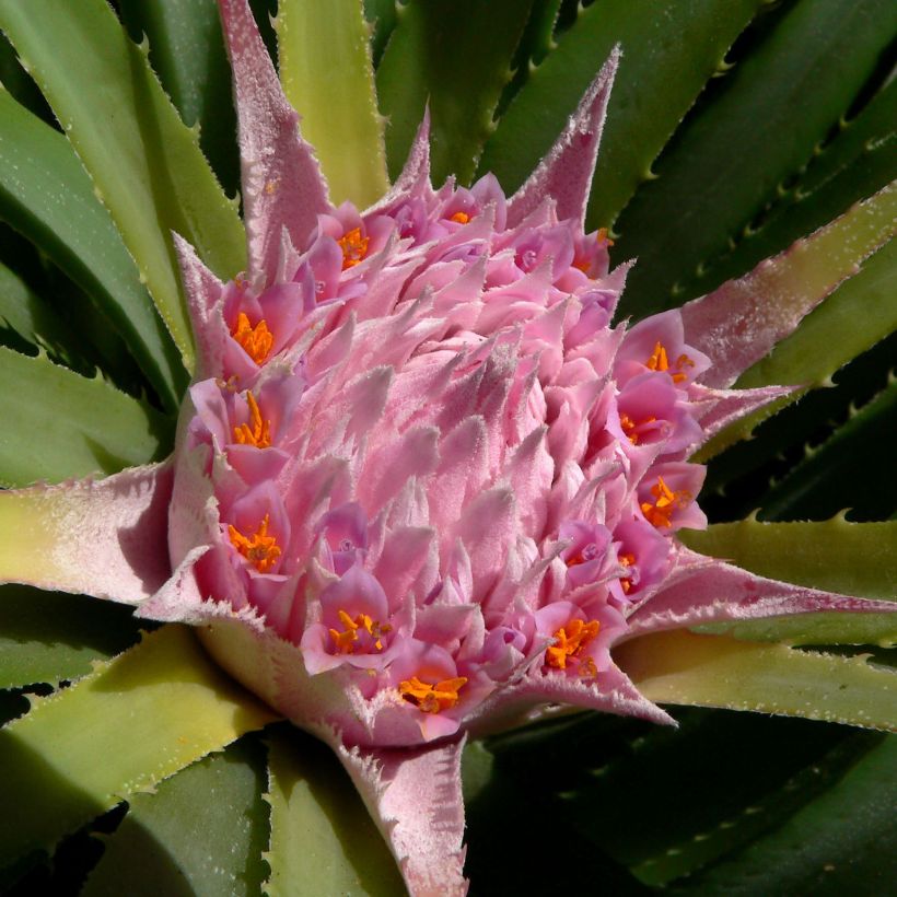 Ochagavia carnea (Fioritura)