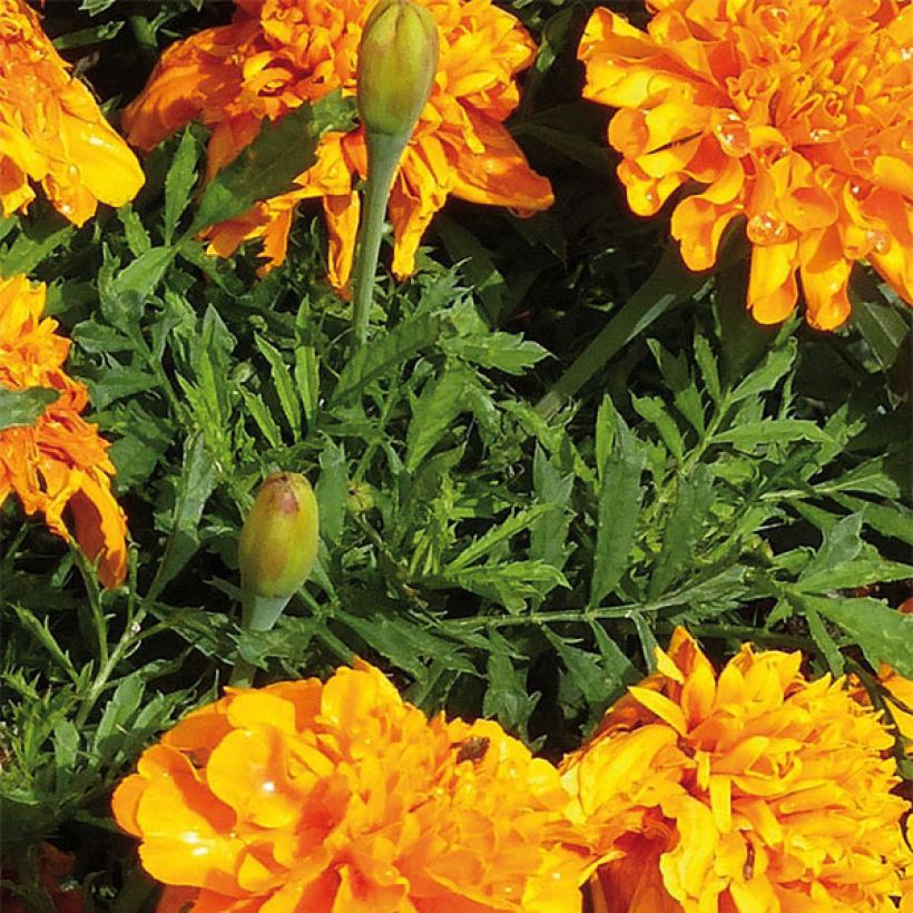 Tagetes patula Bonanza Orange - Tagete (Fogliame)