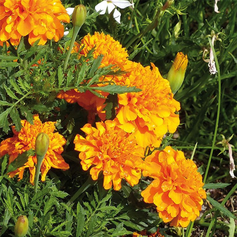 Tagetes patula Bonanza Orange - Tagete (Fioritura)