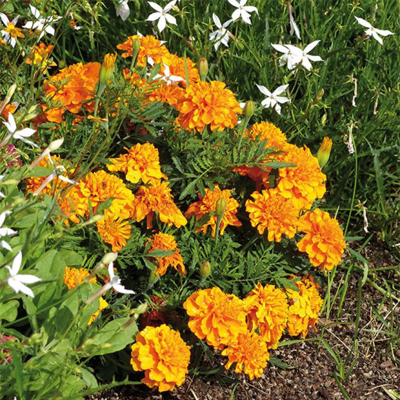 Tagetes patula Bonanza Orange - Tagete (Porto)