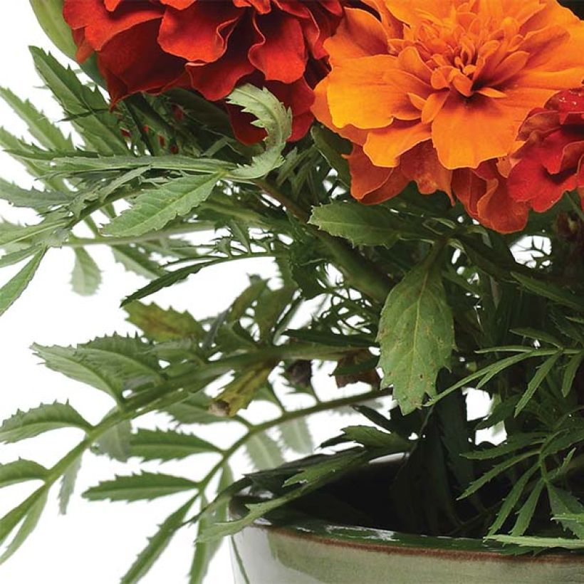 Tagetes Fireball (Fogliame)