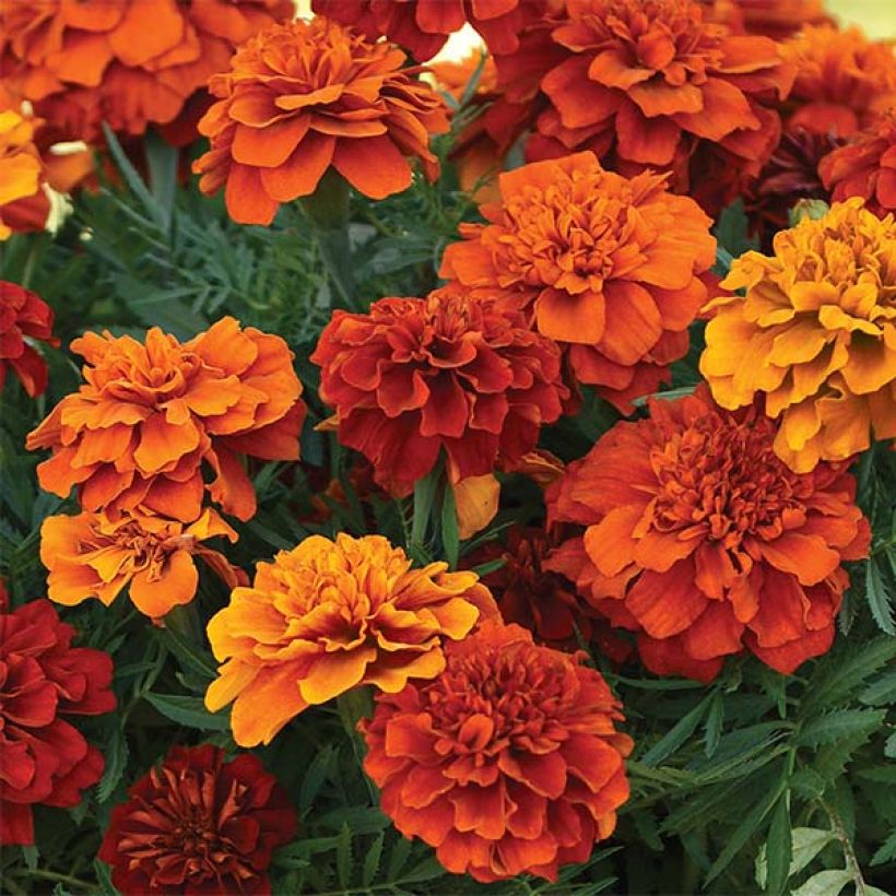 Tagetes Fireball (Fioritura)