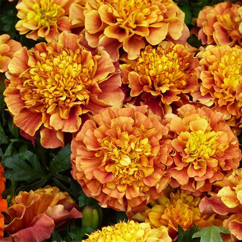 Tagetes patula Strawberry Blonde (Fioritura)