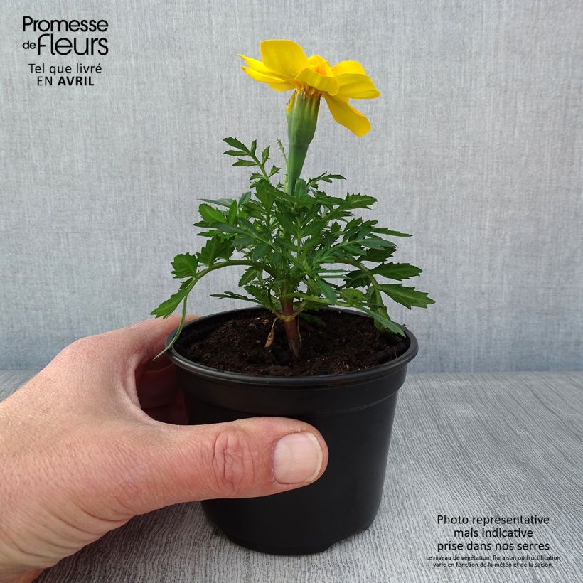 Oeillet d'Inde Durango Yellow - pot de 10/11cm esemplare consegnato in primavera