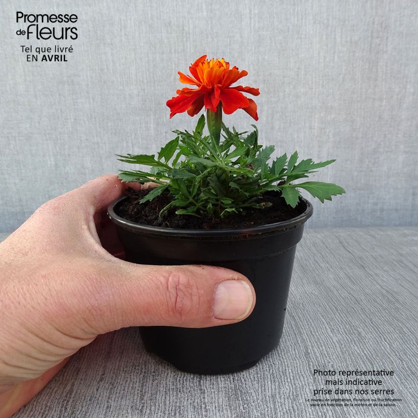 Oeillet d'Inde Fireball - pot de 10/11cm esemplare consegnato in primavera