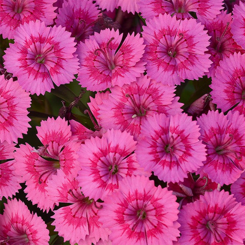 Dianthus barbatus Jolt Pink - Garofano dei poeti (Fioritura)