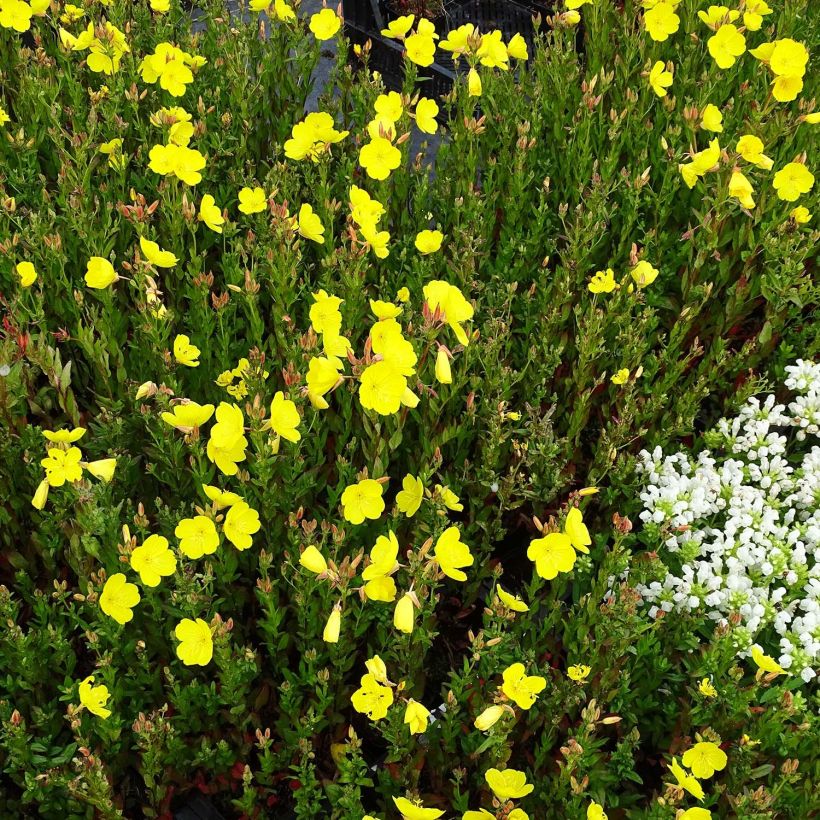 Oenothera fruticosa Hohes Licht (Porto)