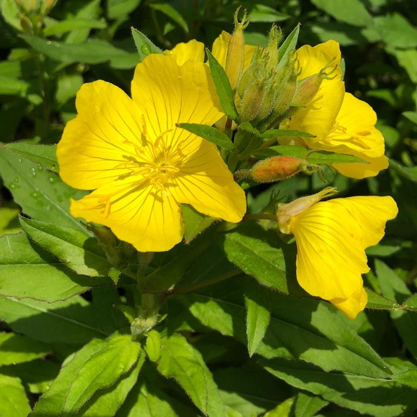 Oenothera fruticosa Michelle Ploeger (Fogliame)