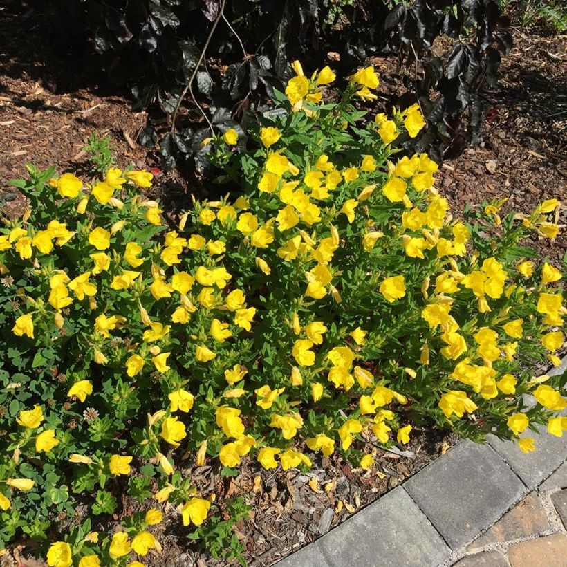 Oenothera fruticosa Michelle Ploeger (Porto)