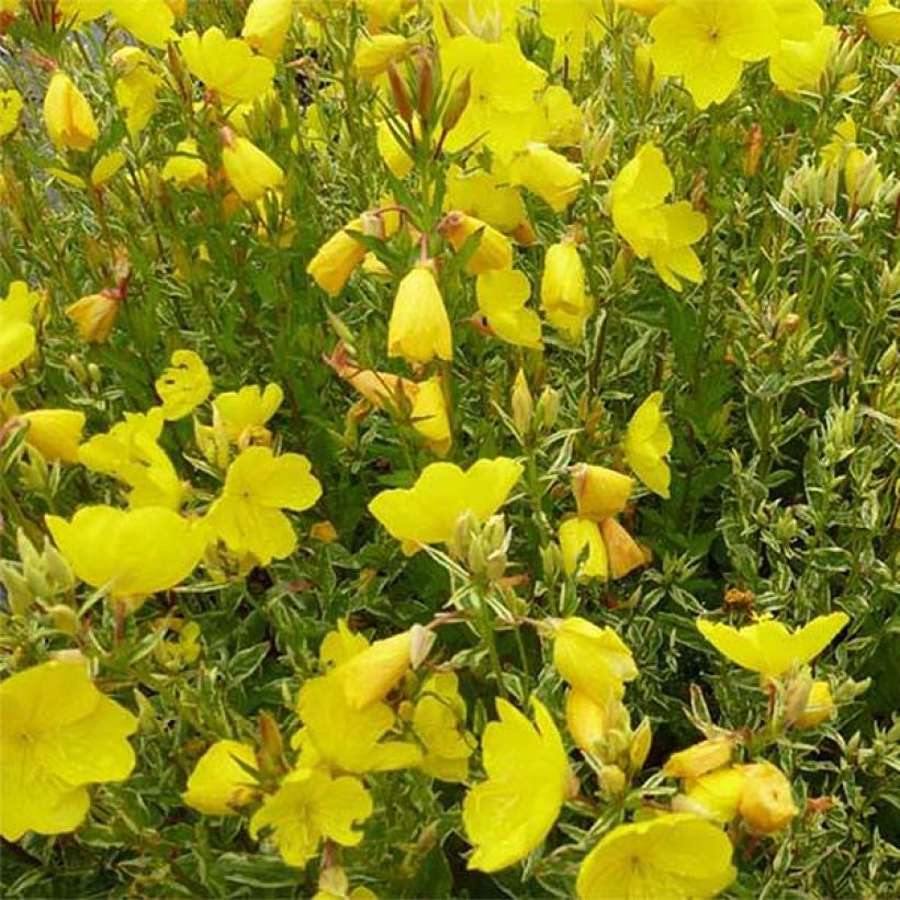 Oenothera fruticosa Silberblatt (Fioritura)